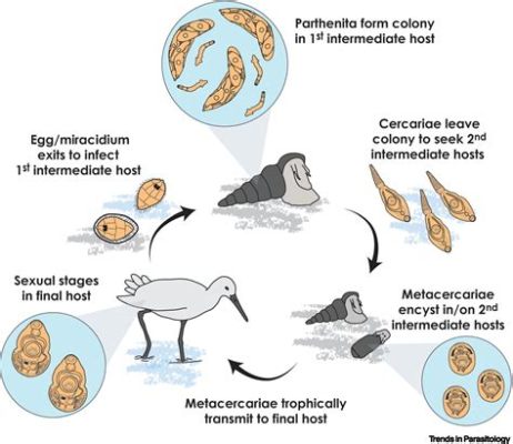  Atractotrema Atractotrema A Trematode Known For Its Complex Lifecycle And Remarkable Adaptation To Various Hosts!