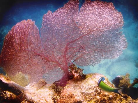  Fan Coral: An Underwater Marvel That Blooms Like a Flower but Isn’t Quite a Plant!