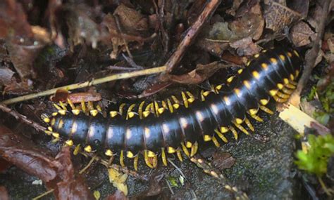  Iridescent Millipede: A Shimmering Showcase of Nature's Armor!