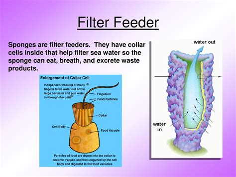  Needle Sponge: A Fuzzy Filter Feeder With An Unexpected Ancient History!