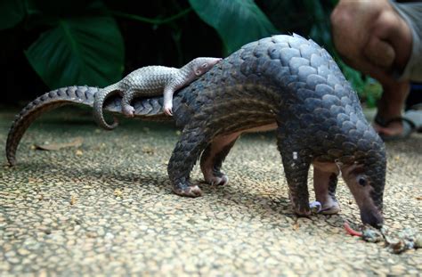  Pangolin: A Creature Covered In Scales That Digs Deep Into Nature's Mysteries