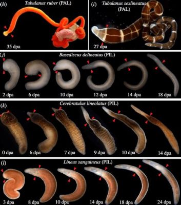  Ribbon Worms: Tiny Carnivores With Remarkable Regenerative Abilities! 