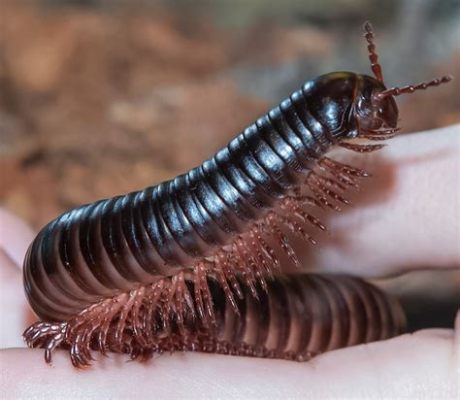  Understanding Umfrid Millipedes: Creatures With Countless Legs That Embrace Decomposition