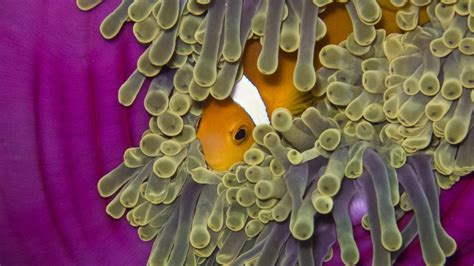  Whip Coral: A Colorful Underwater Wonder Exhibiting Remarkable Symbiotic Relationships!