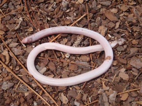  Worm Lizard: A Creature That Perfectly Embodies Underground Elegance and Nocturnal Stealth!