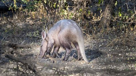  Aardvark: A Burrowing Mammal Known for its Powerful Claws and Nocturnal Foraging Habits!