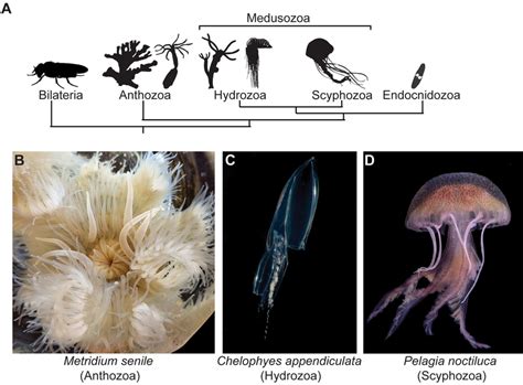  Corynidae! These Colonial Hydroids Exhibit Remarkable Symbiotic Relationships with Other Marine Organisms