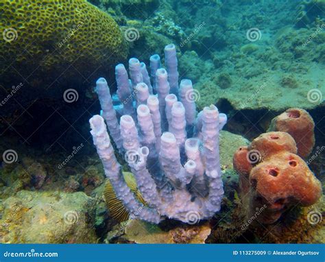 Deep-Sea Diving Demosponge? Discover the Astonishing Features and Mysterious Life of This Sponge!