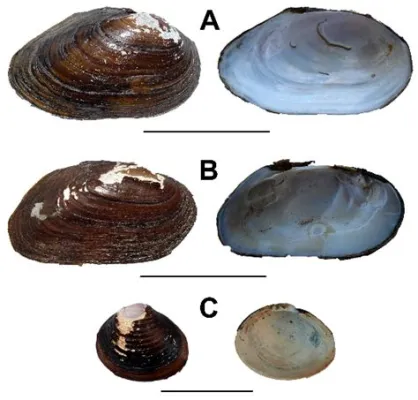 Eastern Oyster: Unveiling the Secrets of This Filter-Feeding Bivalve That Plays a Vital Role in Coastal Ecosystems!