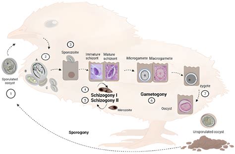 Eimeria! A Tiny Parasite That Makes its Home in Animal Guts