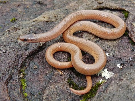  Flathead Snake: A Reptile That Perfectly Combines Camouflage Abilities With Underground Dweller Prowess!