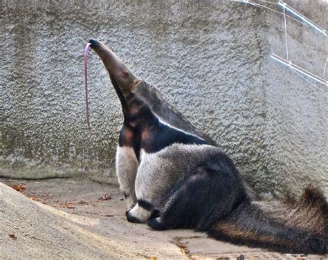 Giant Anteater! A Solitary Creature With a Powerful Tongue For Feasting on Ants and Termites