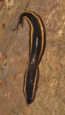 Humphry's Flatworm!  An Unlikely Hero Exhibiting Both Nocturnal Prowess and Remarkable Regeneration Abilities