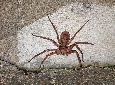  Huntsman Spider: A Creature That Lurks In Shadows And Possesses Eight Agile Legs For Incredible Speed!