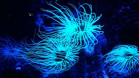  Isothecium A Striking Example Of Bioluminescent Colonial Creatures