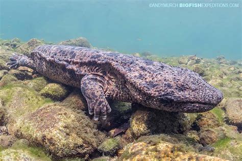  Japanese Giant Salamander: An Amphibious Anomaly With Prehistoric Origins!