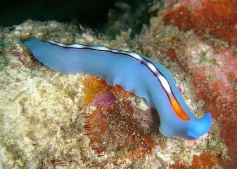 Jumping Jellyfish: A Tiny Flatworm With an Unpredictable Leap