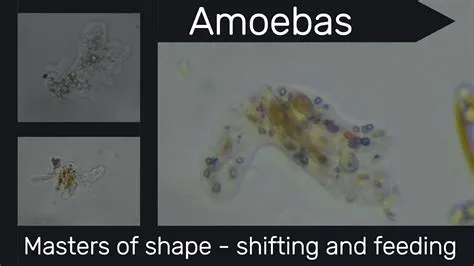 Lobosea! These Microscopic Amoeba-Like Creatures Are Masters of Shape-Shifting Locomotion