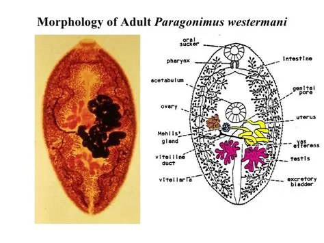  Paragonimus Westermani: Unraveling the Secrets of This Lung-Dwelling Fluke With a Taste for Brains!