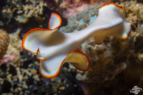 Quasidentalium! An Enigmatic Flatworm Exploring The Depths Of Marine Ecosystems With Its Curious Morphology