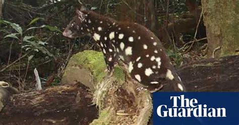 Queensland Quoll: A Misunderstood Marsupial Menace Lurking Among the Eucalyptus Trees!