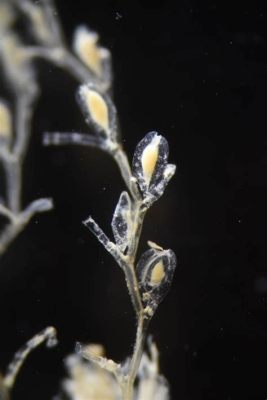 Quesada! This Tiny Colonial Hydroid Has A Fascinating Story About Interconnectedness And Underwater Survival