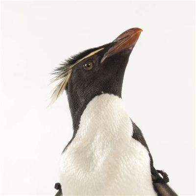 Rockhopper Penguin – A Quirky Marine Bird Known For Its Striking Crest and Waddling Gait!