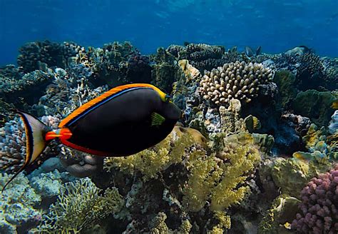  Unicornfish Are Stunningly Vibrant Reef Dwellers Sporting Horn-like Extensions!