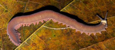  Velvet Worm: A Carnivorous Predator Hiding its Legs Under its Soft Skin!