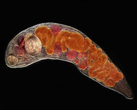 White-Headed Trematode: A Parasite So Small Yet Powerful Enough To Hijack Its Host's Brain!