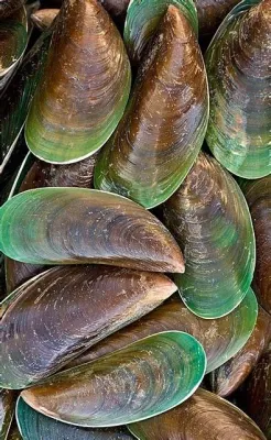  Yellow Mussel: A Tiny Treasure With an Unassuming Shell That Plays a Vital Role in Aquatic Ecosystems!