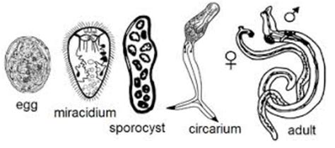  Yoldia! A Trematode That Embarks on An Epic Journey Through Multiple Hosts